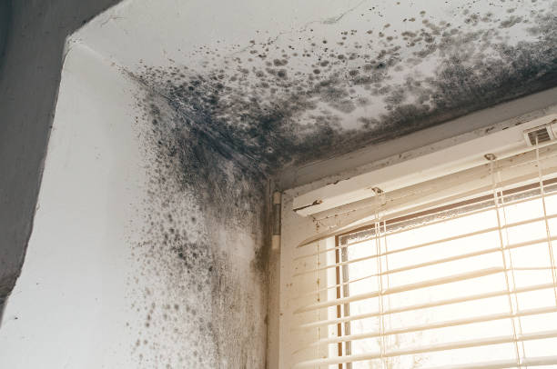 Affordable Mold Inspection And Testing solutions in Louisville, CO